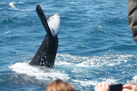 Half-Day Whale Watching In Urangan - Maitland Accommodation 2