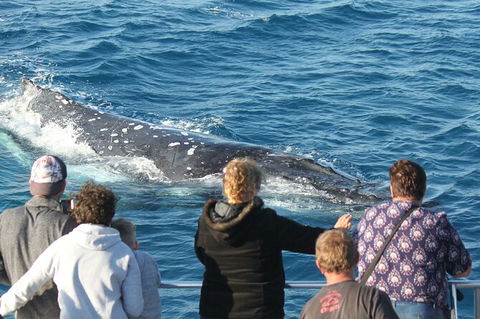 Half-Day Whale Watching In Urangan - Maitland Accommodation 5