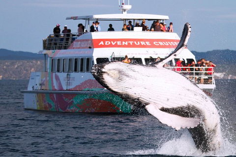 Half-Day Whale Watching In Urangan - Maitland Accommodation 0