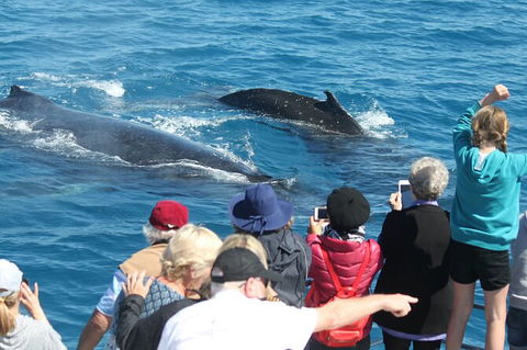 Half-Day Whale Watching In Urangan - Maitland Accommodation 4