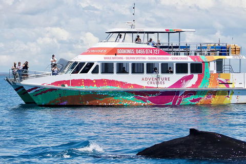 Half-Day Whale Watching In Urangan - Maitland Accommodation 1