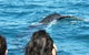 Half-Day Whale Watching In Urangan - thumb 7
