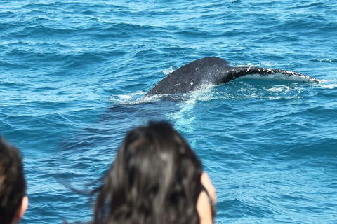 Half-Day Whale Watching In Urangan - Maitland Accommodation 7