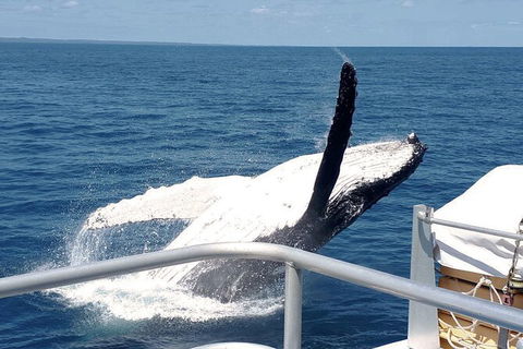 Half-Day Whale Watching In Urangan - Maitland Accommodation 3