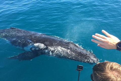 Half-Day Whale Watching In Urangan - Maitland Accommodation 6