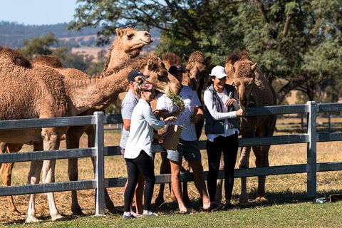 Camel Farm Tour And Taste Near Brisbane - Maitland Accommodation 0