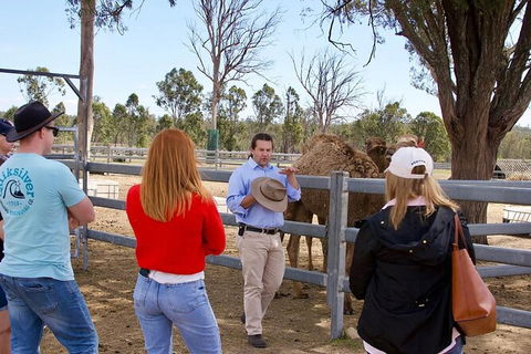 Camel Farm Tour And Taste Near Brisbane - Maitland Accommodation 5