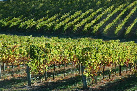 Adelaide Hills Wineries & Hahndorf - Maitland Accommodation 10