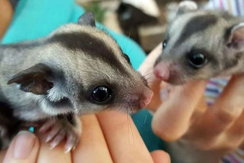 Adelaide Cultural Safari - Private Charters - Maitland Accommodation 0