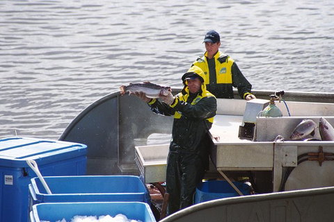 Afternoon Gordon River Dinner Cruise - Departing 3pm - Maitland Accommodation 3