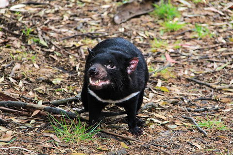 4-Day Fabulous Tasmania Tour: Wineglass Bay, Port Arthur, Devils & Bruny Island - Maitland Accommodation 4