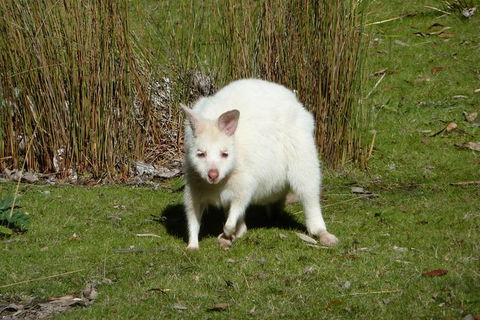 4-Day Fabulous Tasmania Tour: Wineglass Bay, Port Arthur, Devils & Bruny Island - Maitland Accommodation 2