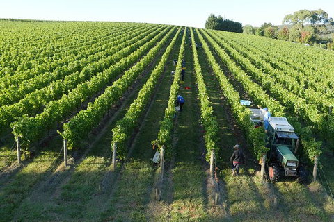 Yarra Valley Wine, Bubbles And Gin Tour! - Maitland Accommodation 6