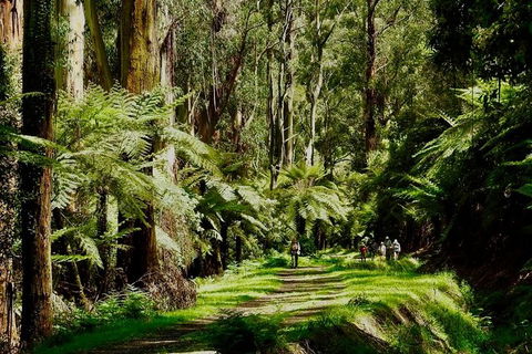 Aqueduct And Rail Trail Self-Guided Bike Tour In Warburton - Maitland Accommodation 1