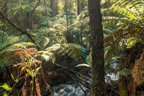 Hiking Tour To Aqueduct And Warburton Valley Lookout - Maitland Accommodation 3