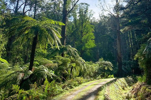 Hiking Tour To Aqueduct And Warburton Valley Lookout - Maitland Accommodation 1