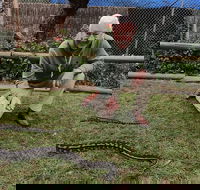 Wildlife Sanctuary and Aboriginal Cultural Centre Tour - Maitland Accommodation