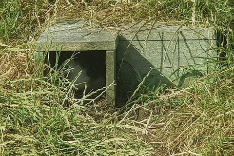 Phillip Island Penguin And Wildlife Tour - Maitland Accommodation 11