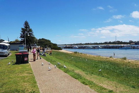 Phillip Island Penguin And Wildlife Tour - Maitland Accommodation 25