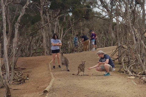 Phillip Island Penguin And Wildlife Tour - Maitland Accommodation 34
