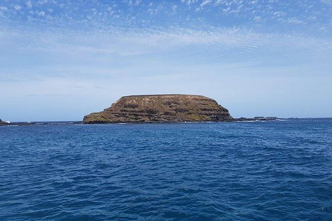 Phillip Island Penguin And Wildlife Tour - Maitland Accommodation 17