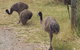 Phillip Island Penguin And Wildlife Tour - thumb 32