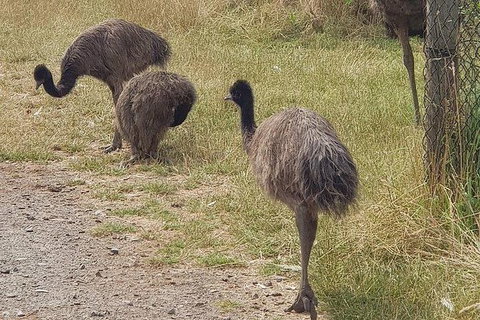 Phillip Island Penguin And Wildlife Tour - Maitland Accommodation 32