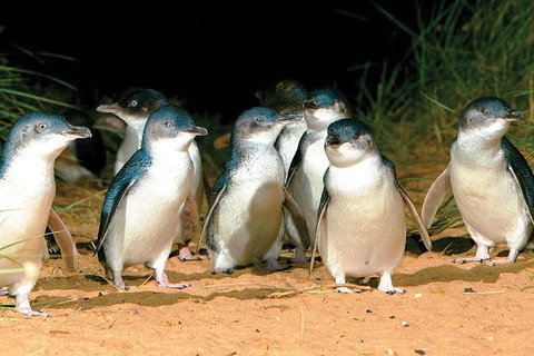Phillip Island Penguin And Wildlife Tour - Maitland Accommodation 0