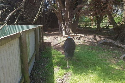 Phillip Island Penguin And Wildlife Tour - Maitland Accommodation 5