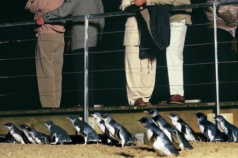 Phillip Island Penguin And Wildlife Tour - Maitland Accommodation 20
