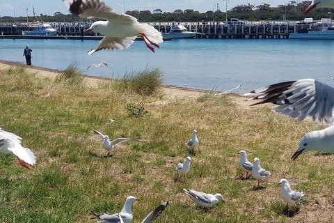 Phillip Island Penguin And Wildlife Tour - Maitland Accommodation 1