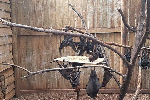 Phillip Island Penguin And Wildlife Tour - Maitland Accommodation 31