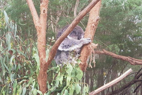 Phillip Island Penguin And Wildlife Tour - Maitland Accommodation 16