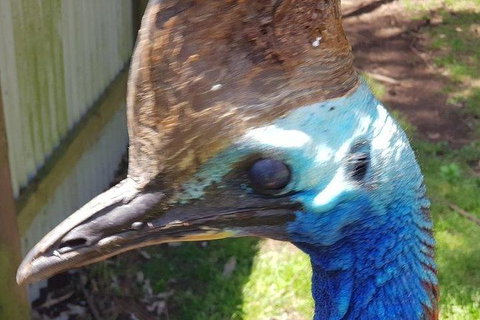 Phillip Island Penguin And Wildlife Tour - Maitland Accommodation 19