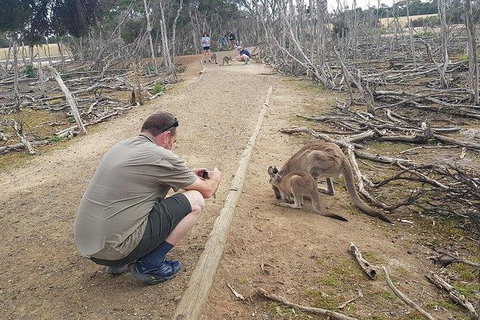Phillip Island Penguin And Wildlife Tour - Maitland Accommodation 30