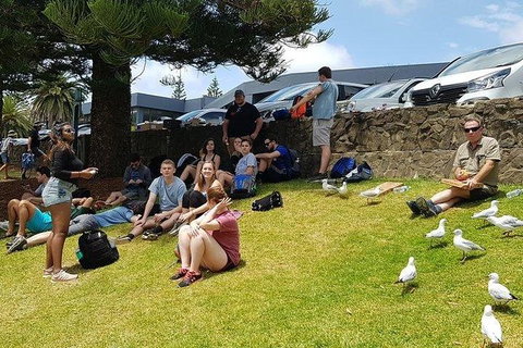 Phillip Island Penguin And Wildlife Tour - Maitland Accommodation 22