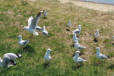 Phillip Island Penguin And Wildlife Tour - Maitland Accommodation 9