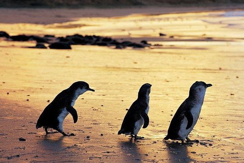Phillip Island Penguin And Wildlife Tour - Maitland Accommodation 13