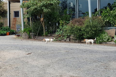 Yarra Valley Wineries And Rayners Orchard Tour From Melbourne - Maitland Accommodation 23