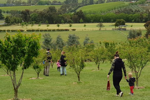 Day Tour Of Yarra Valley Puffing Billy And Rayners Orchard - Maitland Accommodation 36