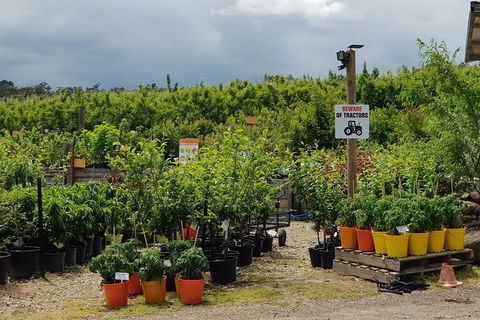 Day Tour Of Yarra Valley Puffing Billy And Rayners Orchard - Maitland Accommodation 46