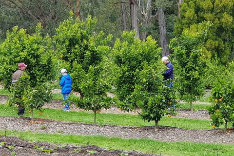 Day Tour Of Yarra Valley Puffing Billy And Rayners Orchard - Maitland Accommodation 1