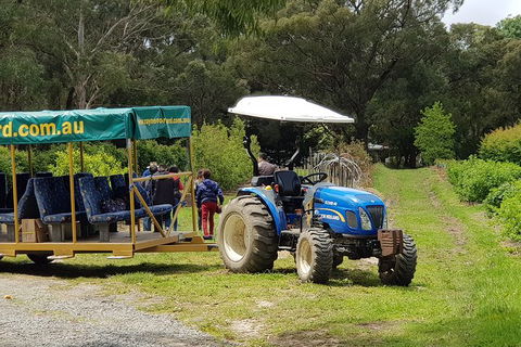 Day Tour Of Yarra Valley Puffing Billy And Rayners Orchard - Maitland Accommodation 25