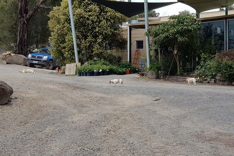 Day Tour Of Yarra Valley Puffing Billy And Rayners Orchard - Maitland Accommodation 26
