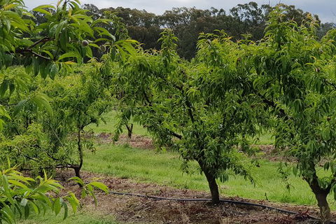Day Tour Of Yarra Valley Puffing Billy And Rayners Orchard - Maitland Accommodation 49