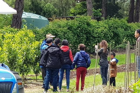 Day Tour Of Yarra Valley Puffing Billy And Rayners Orchard - Maitland Accommodation 16