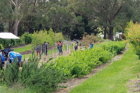 Day Tour Of Yarra Valley Puffing Billy And Rayners Orchard - Maitland Accommodation 29