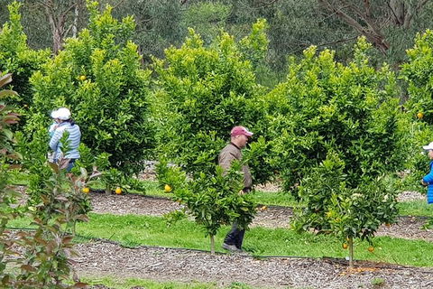 Day Tour Of Yarra Valley Puffing Billy And Rayners Orchard - Maitland Accommodation 34