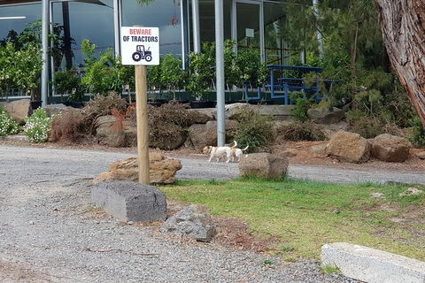 Day Tour Of Yarra Valley Puffing Billy And Rayners Orchard - Maitland Accommodation 2