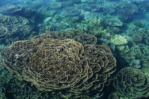 Coral Bay 2-Hour Coral Viewing And Snorkeling - Maitland Accommodation 1